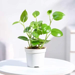 Green Creeper Plant