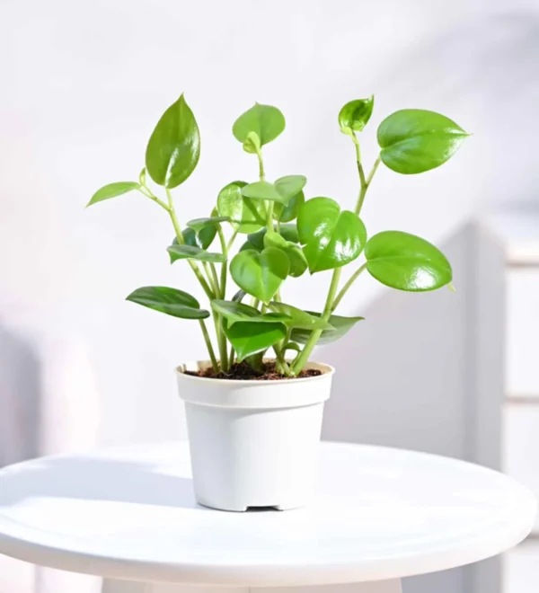 Green Creeper Plant